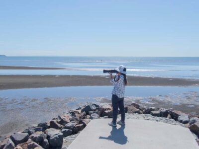 Brisbane: Kangaroos, Birds and Mangroves Coastal Tour
