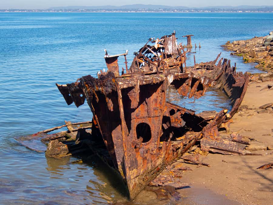 Brisbane: Kangaroos, Birds and Mangroves Coastal Tour - Osprey House explains the wetland