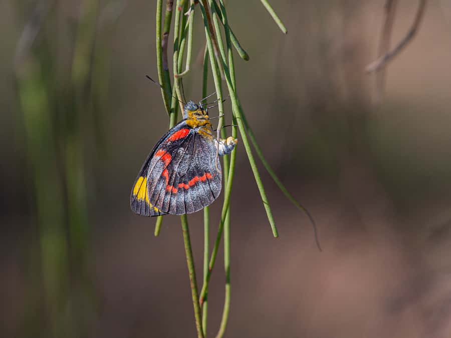 Brisbane: Kangaroos, Birds and Mangroves Coastal Tour - Houghton Highway and the Glasshouse Mountains