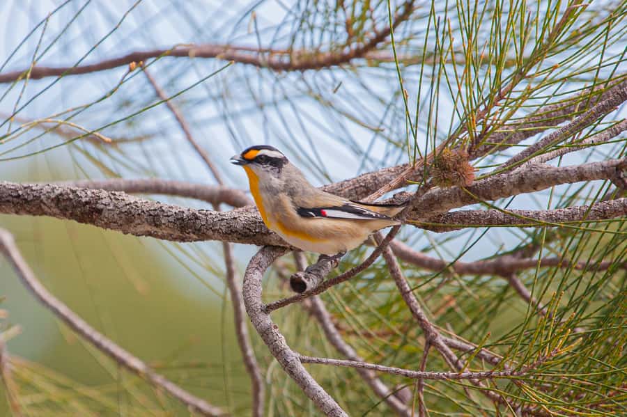 Brisbane: Kangaroos, Birds and Mangroves Coastal Tour - Mangrove viewpoints and the HMQS Gayundah