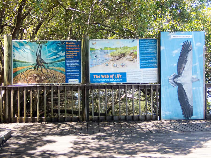 Brisbane: Kangaroos, Birds and Mangroves Coastal Tour - Moreton Island, beachcombing, and Scarborough
