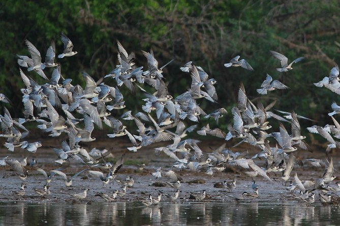 Bundala Birding Paradise - All Inclusive Tour - Key points to know before booking