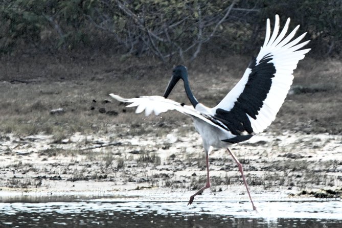 Bundala Birding Paradise - All Inclusive Tour - Why Bundala is a different kind of safari