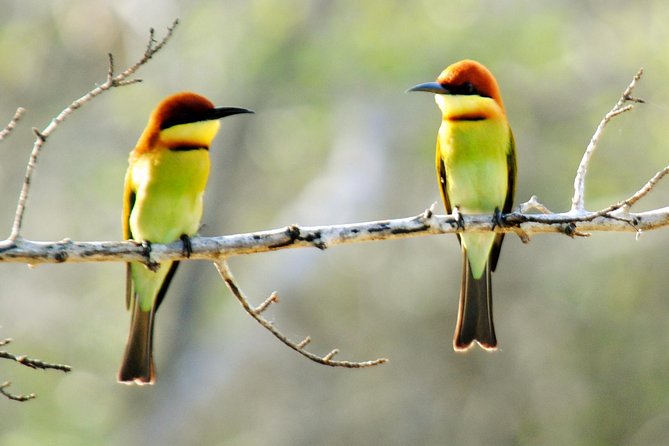 Bundala Birding Paradise - All Inclusive Tour - Meeting Kamal Safari Bundala Park and Yala Wild Safaris
