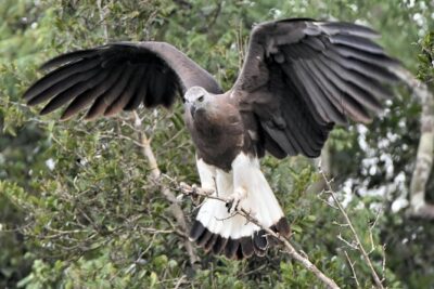 Bundala Birding Paradise – All Inclusive Tour