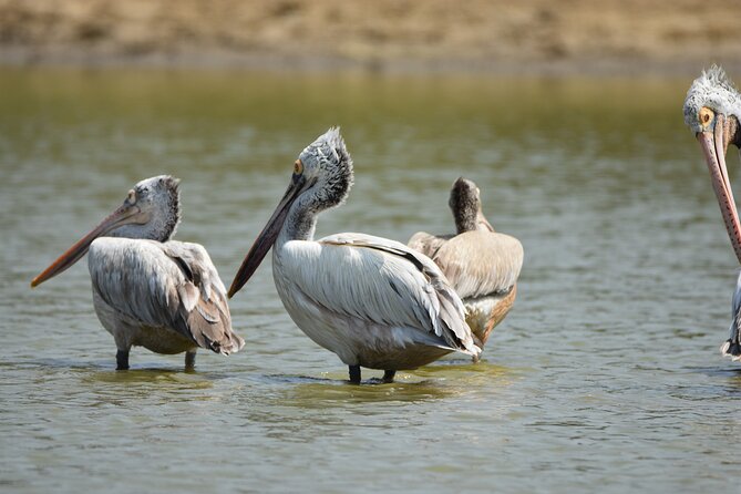 Bundala Birding Paradise - All Inclusive Tour - Hotel pickup across the Yala area