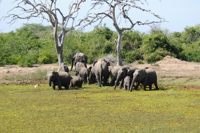 Bundala Birding Paradise - All Inclusive Tour - What is included, and what you still need to bring