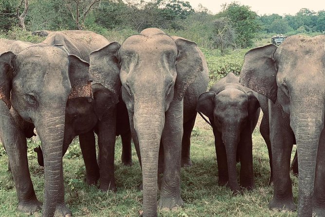 Bundala Birds Safari by Jeeps - What makes this safari worth considering