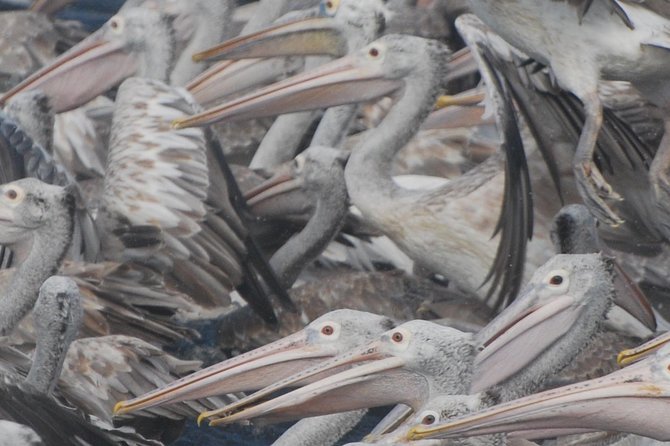 Bundala Birds Safari by Jeeps - Why Bundala is a good choice for bird lovers