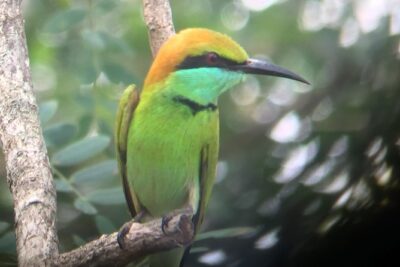Bundala Birds Safari by Jeeps