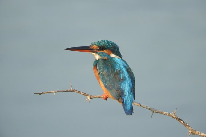 Bundala National Park Birds Watching Safari Tour - Why Bundala makes a good change from Yala