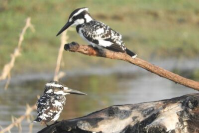 Bundala National Park Birds Watching Safari Tour