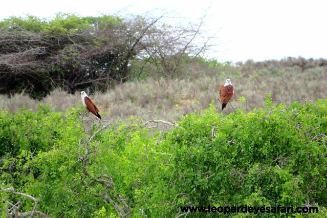 Bundala National Park Birds Watching Safari Tour - Wildlife beyond the birds