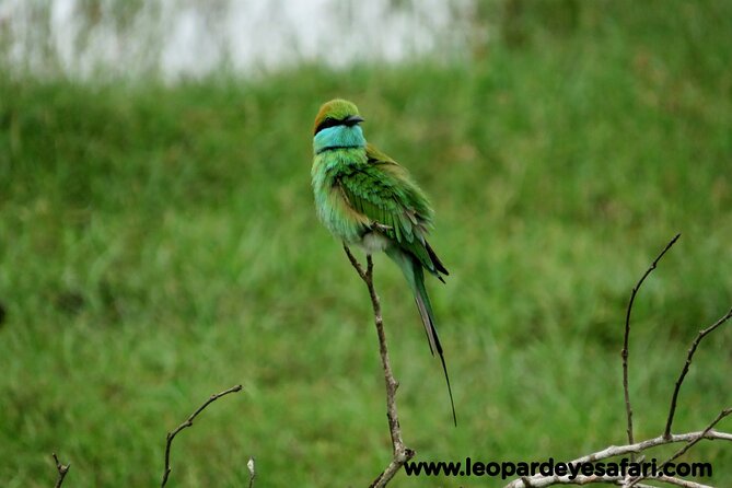 Bundala National Park Birds Watching Safari Tour - What the $34 price really covers