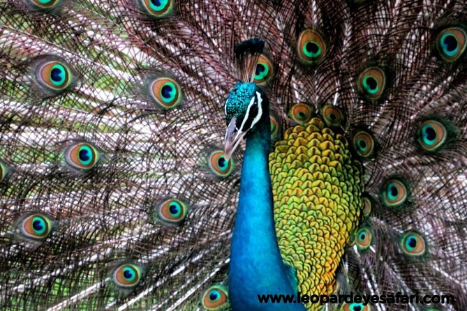 Bundala National Park Birds Watching Safari Tour - Pickup, timing, and practical planning