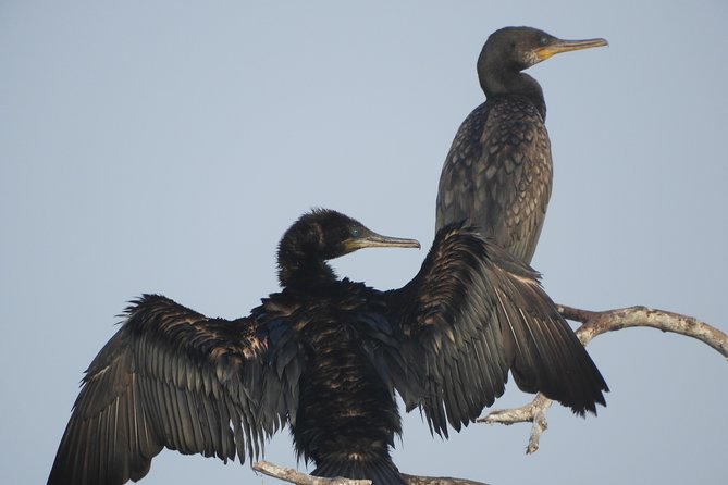 Bundala National Park Birds Watching Safari Tour - Who will enjoy this safari most?