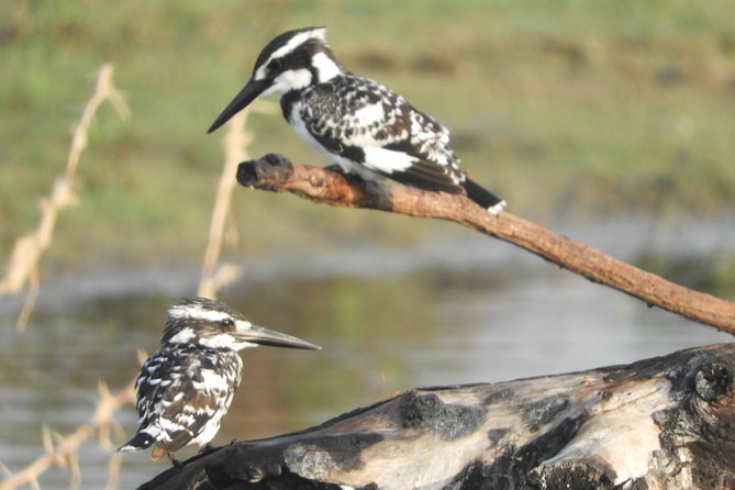 Bundala National Park Birds Watching Safari Tour - A four-hour safari with a private jeep
