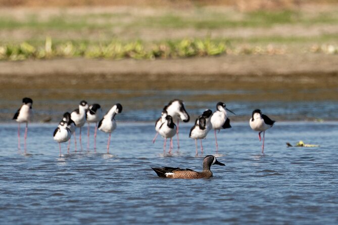 Cabo birding | Bird watching at bird sanctuary - What the Two-and-a-Half-Hour Visit Is Like