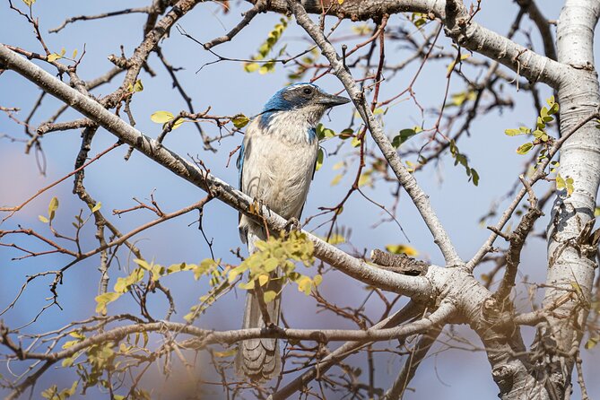 Cabo birding | Bird watching at bird sanctuary - What Is Included for the $99.99 Price