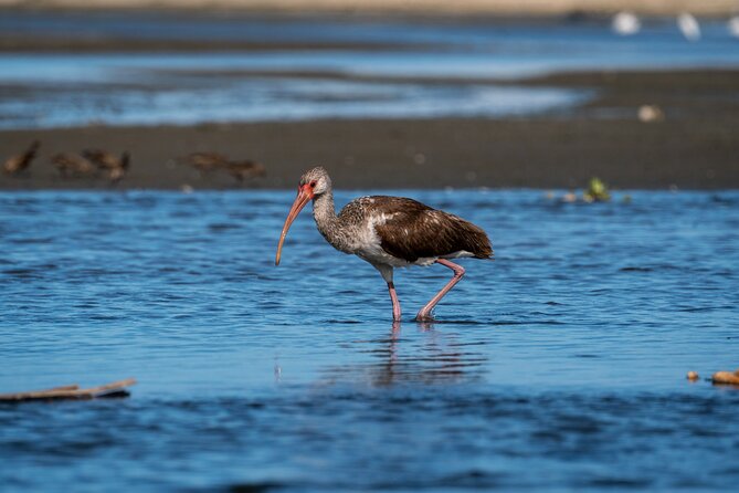 Cabo birding | Bird watching at bird sanctuary - Getting There and Planning Your Time