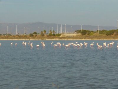 Bike Tour in the Flamingo Oasis