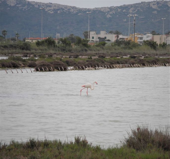 Cagliari: Bike Tour in the Flamingo Oasis - Who should book this Cagliari experience?