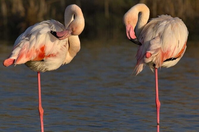 Cagliari city tour and flamingo park by minivan and on foot - Monte Urpinu gives you the big picture