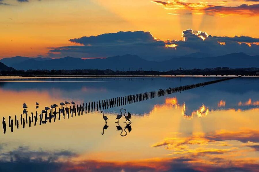 Cagliari City tour and Flamingos Park by minivan and walking - What Fabio adds to the experience