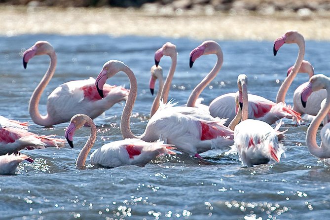 Cagliari E-Bike Tour: Gulf, Canals & Flamingos at Molentargius - The five details that shape the ride