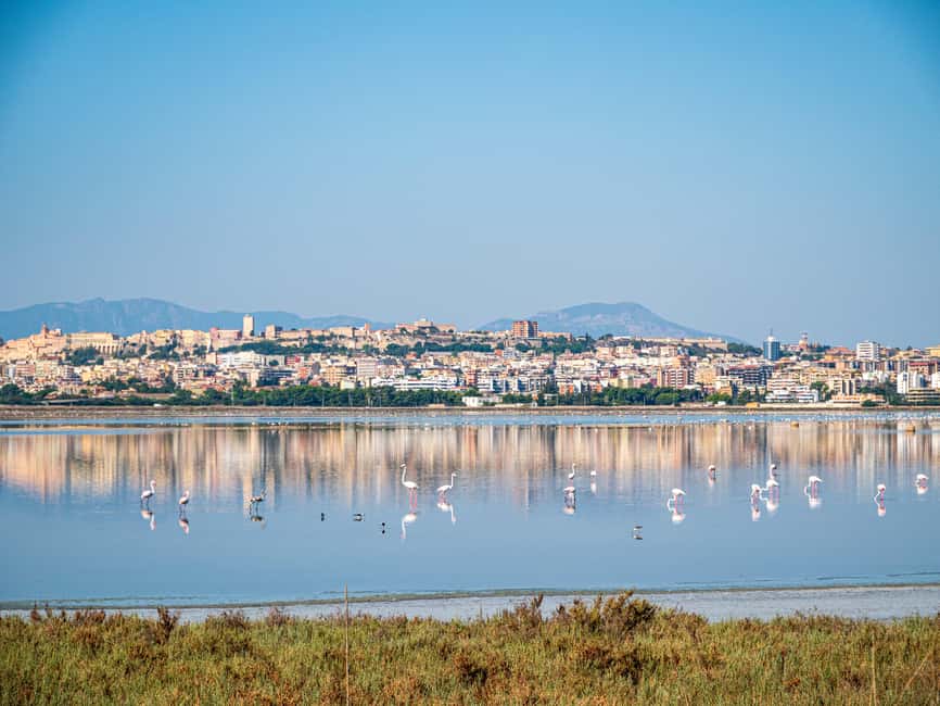 Cagliari: EcoSafari Flamingos Tour in Molentargius Park - The Fossil Beaches of Is Arenas