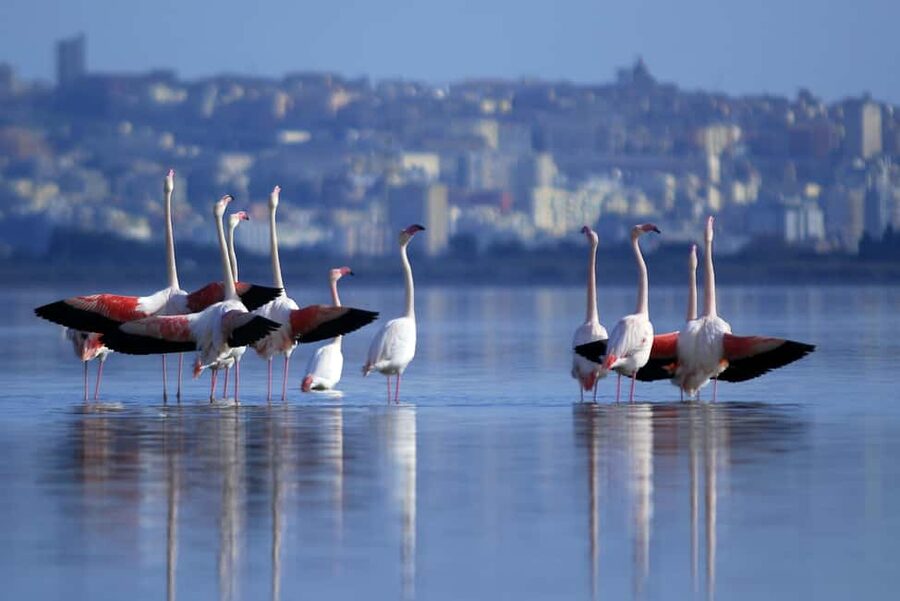 Cagliari: EcoSafari Flamingos Tour in Molentargius Park - Reaching the protected flamingo nesting area