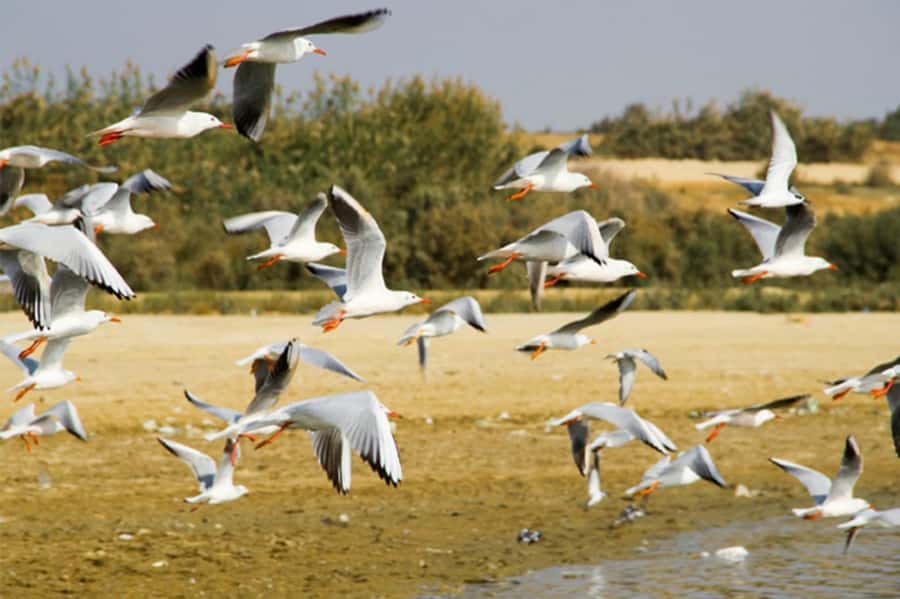 Cairo: Wadi El Ryan Fayoum Oasis &Bird Watching Private Tour - El Hez Village’s cold spring