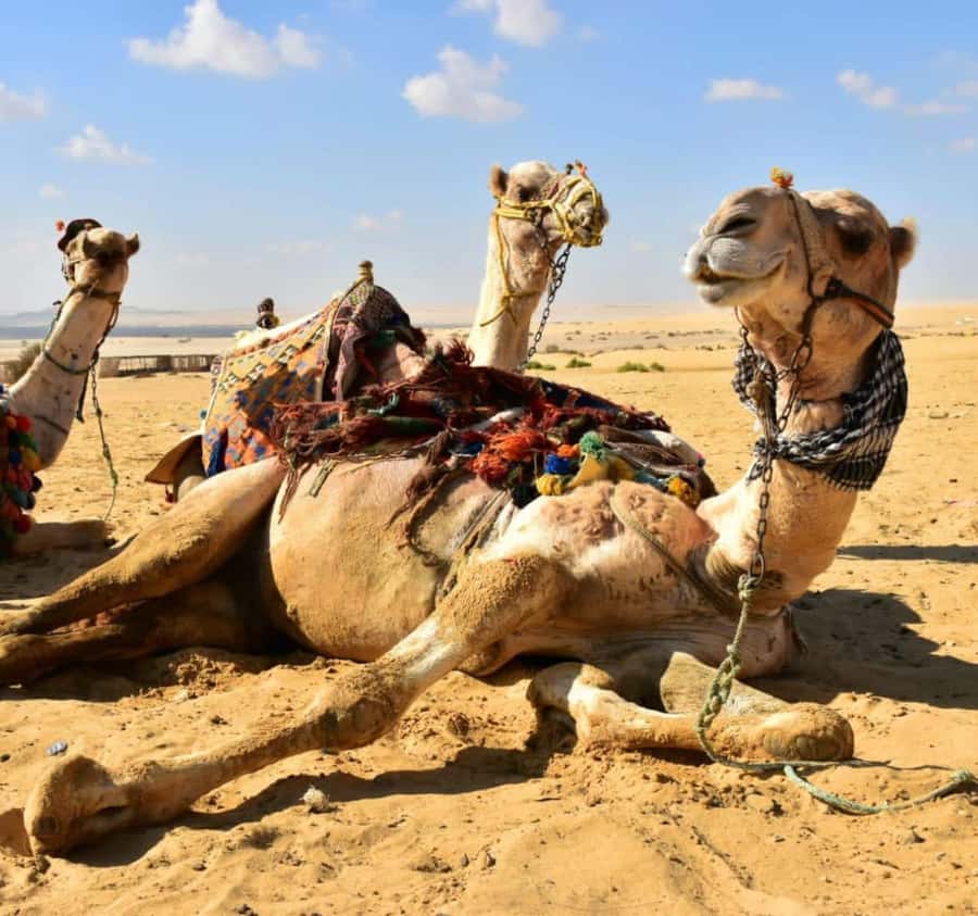 Cairo: Wadi El Ryan Fayoum Oasis &Bird Watching Private Tour - When the day shifts to Wadi Al Hitan
