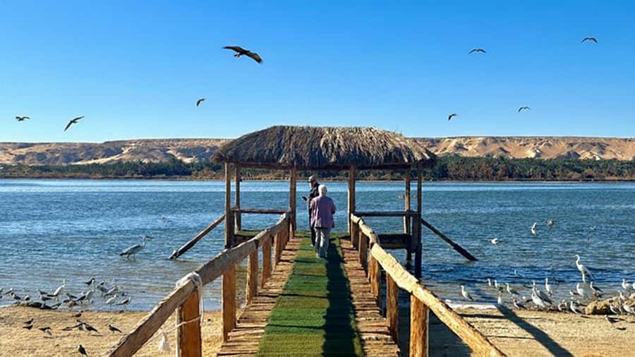 Cairo: Wadi El Ryan Fayoum Oasis &Bird Watching Private Tour - A late lunch in Fayoum