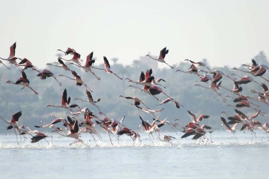Cairo: Wadi El Ryan Fayoum Oasis &Bird Watching Private Tour - Is $121 per person fair?