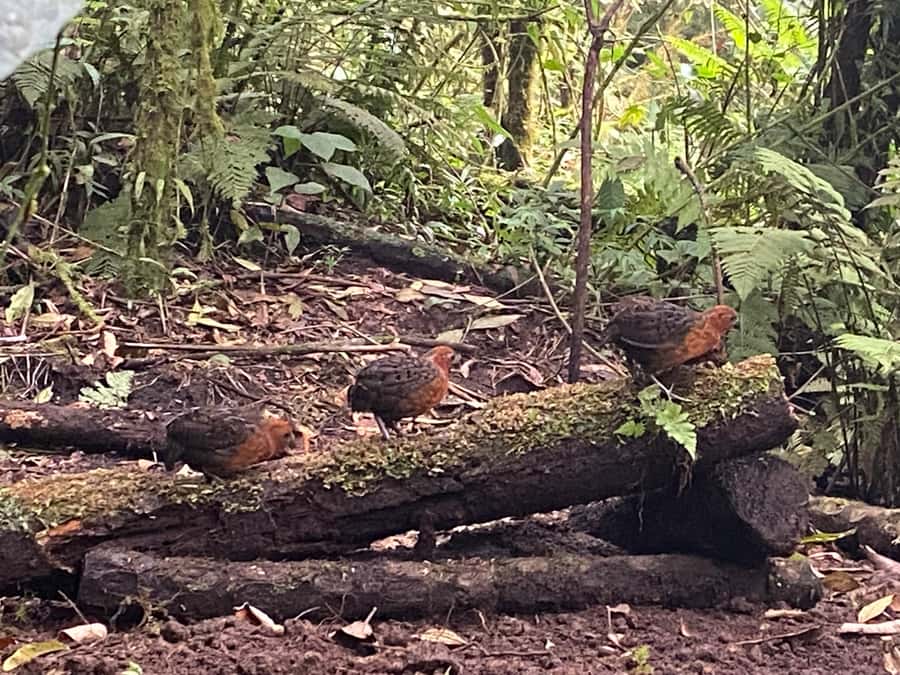 Cali: Bird Watching in The San Antonio Fog Forest - What makes the San Antonio Fog Forest special