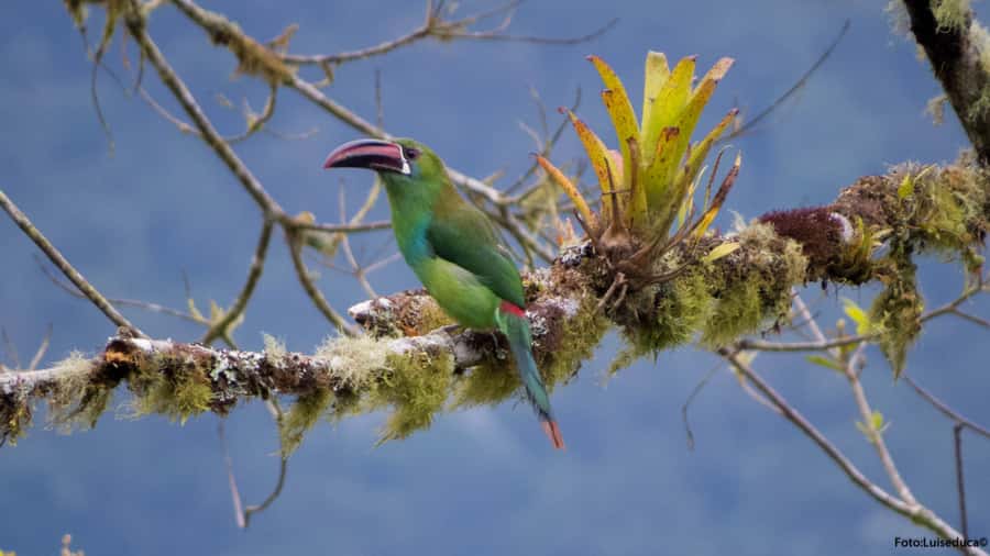 Cali: Bird Watching in The San Antonio Fog Forest - From the Intercontinental Hotel to the forest