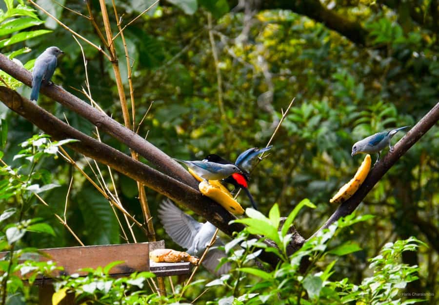 Cali: Bird Watching in The San Antonio Fog Forest - Why the six observation areas matter
