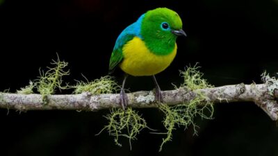 Cali: Bird Watching in The San Antonio Fog Forest