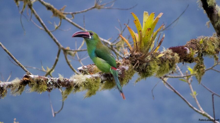 Cali: Bird Watching in The San Antonio Fog Forest - What the $190 price includes