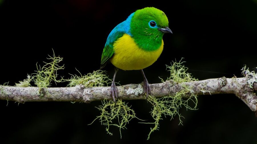 Cali: Bird Watching in The San Antonio Fog Forest - Weather, clothing, and comfort