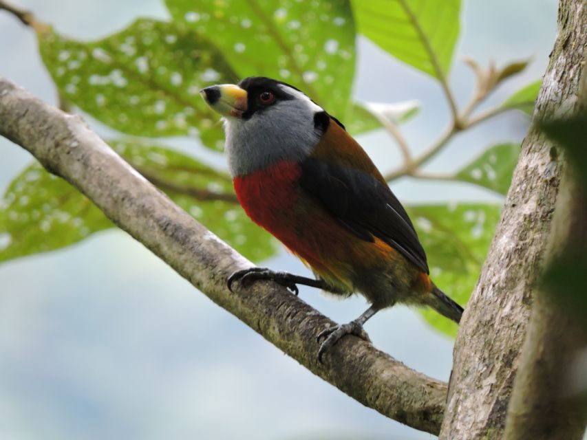 Cali: Bird Watching in The San Antonio Fog Forest - The best time to go birdwatching
