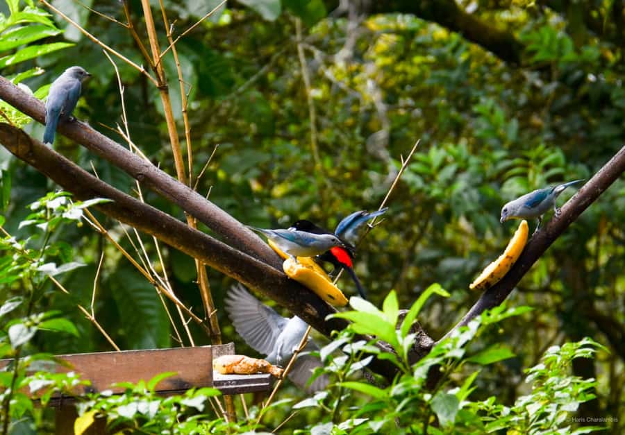 Cali: Birdwatching in la Cumbre - Key points to know before booking