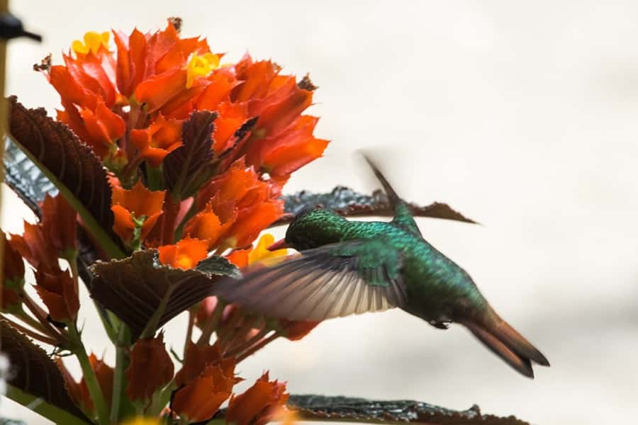 Cali: Birdwatching in la Cumbre - Why La Cumbre is a strong birdwatching choice
