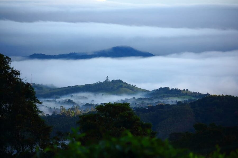 Cali: Birdwatching in la Cumbre - The first two-hour guided birding session