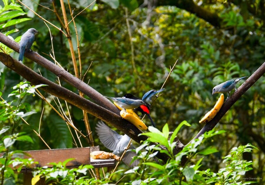 Cali: Birdwatching in la Cumbre - The one-hour photo stop and panoramic views