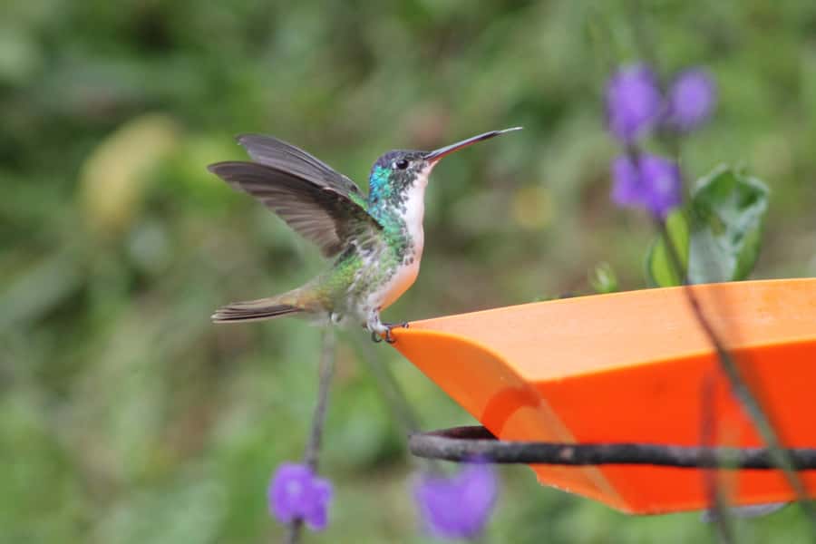 Cali: Hummingbird Watching & Photography Tour - Key points at a glance