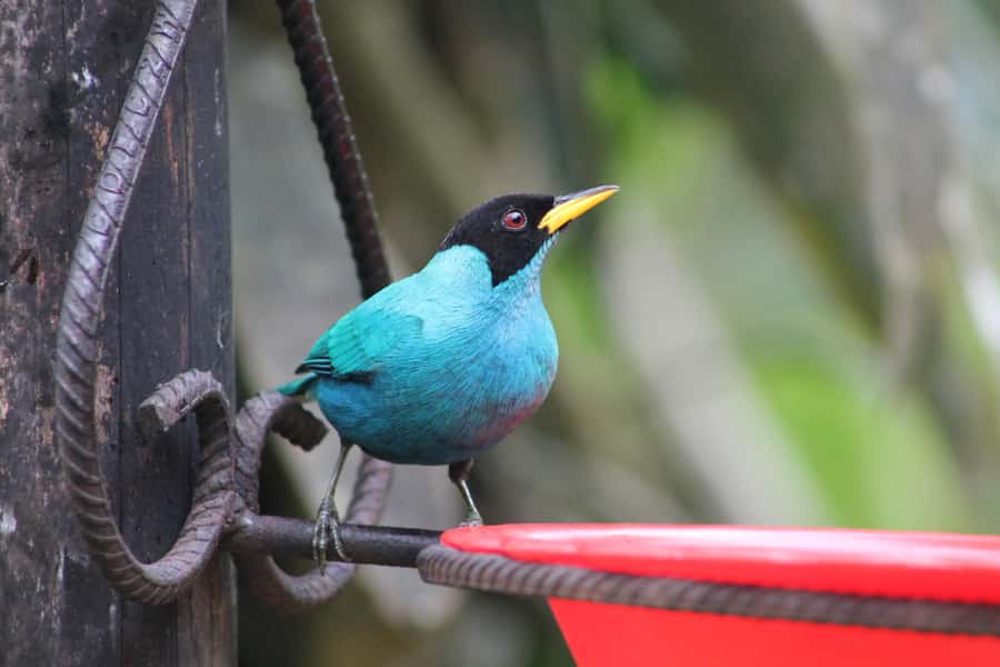 Cali: Hummingbird Watching & Photography Tour - Guide quality and the private format