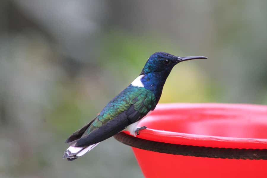 Cali: Hummingbird Watching & Photography Tour - Why this mountain trip is special