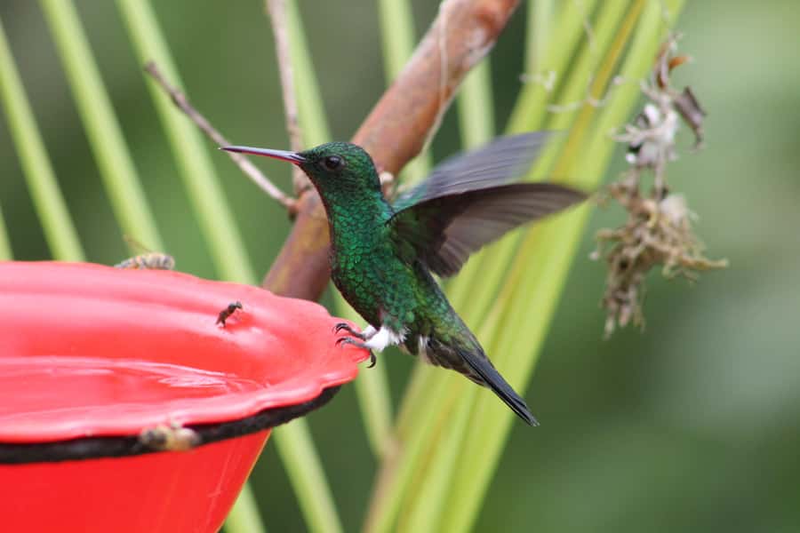 Cali: Hummingbird Watching & Photography Tour - Watching more than 40 hummingbird species